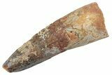 Fossil Spinosaurus Tooth - Real Dinosaur Tooth #368088-1